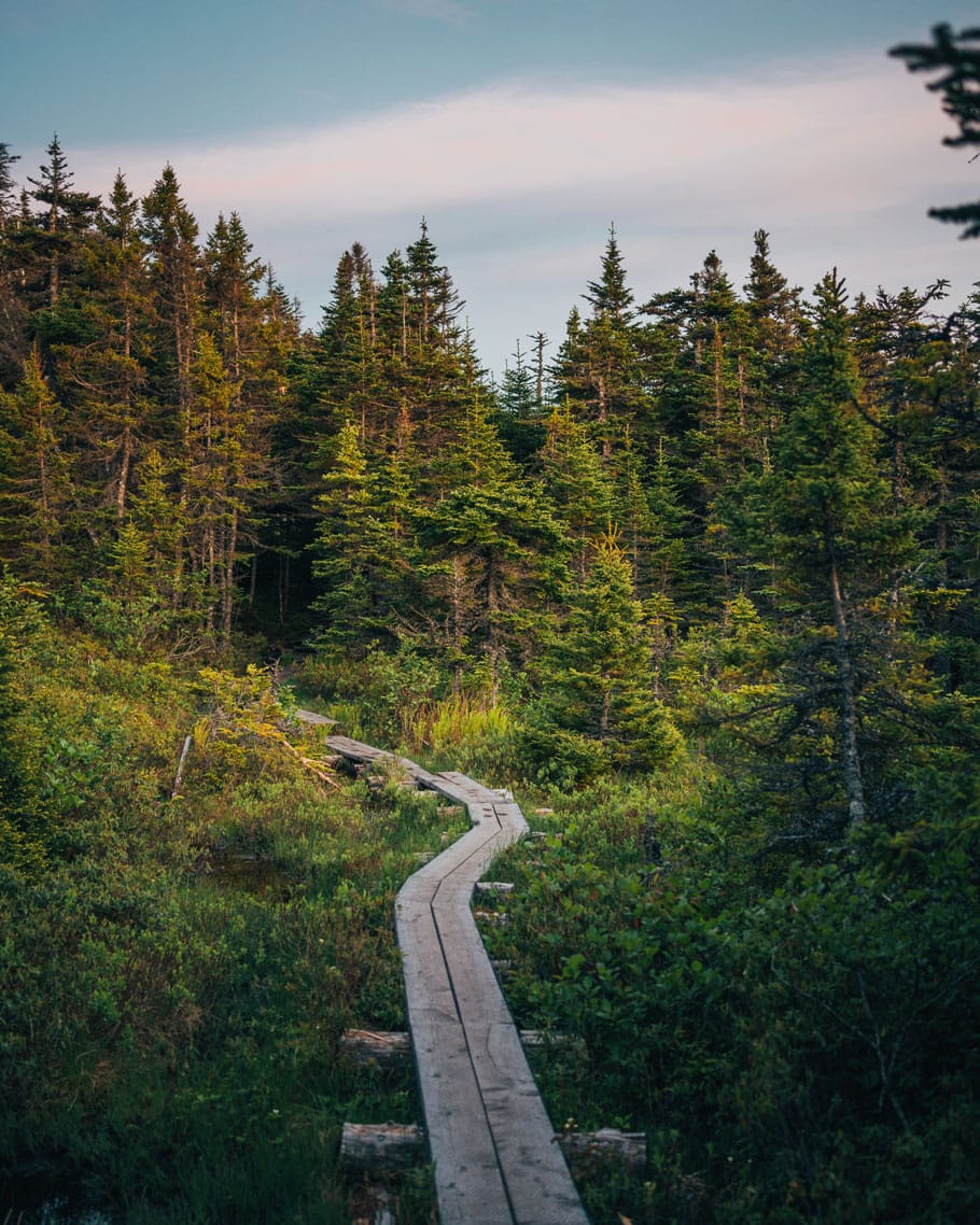 A boardwalk winding through a Newfoundland forest